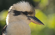 Animal, Animals, Bird, Birds, Dacelo gigas, gigas, Australian, Australian bird, Australian birds, Kookaburra, Kookaburras, Laughing, Laughing kookaburra, Laughing kookaburras, Jackass, Laughing jackass, Dacelo, Dacelo novaeguineae, novaeguinea, Halycyonidae, Kingfisher, kingfishers, Forest kingfisher, forest kingfishers, Coraciiformes.