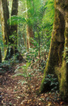 Australia, New South Wales, brindle creek, border range, border ranges, great dividing range, National Park, National Parks, border ranges national park, Border Ranges NP, forest, forests, rainforest, rainforests, australian rainforest, australian rainforests, tree, trees, forest, forests.