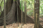 Australia, New South Wales, mebbin, mebbin national park, fig tree, fig trees, moreton bay fig, tree, trees, moreton bay figs, National Park, National Parks, moreton bay fig tree, moreton bay fig tree, ficus, ficus macrophylla, macrophylla, rainforest, rainforests, tree, trees, tree roots.