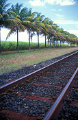 Australia, qld, queensland, farm, farms, Farming, Farmland, farm, farms, farmlands, farm land, farm land, sugar, sugarcane, sugar cane, rural, rural scene, rural scenes, cane, palm tree, palm trees, tree, trees, track, tracks, railway track, railway tracks, railway line, railway lines, rural, rural scene, rural scenes, transport, transportation, vehicle, vehicles, transportation.