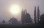 Farming, Farmland, farm, farms, Australia, New South Wales, armidale, great dividing range, wicklow, wicklow fields, mist, fog, rural, rural scene, rural scenes, fog, fog scene, fog scenes, tree, trees, sun, the sun, sunrise, sunrises, sunrises and sunsets, mood, mood scene, mood scenes.