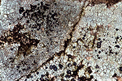 Australia, qld, queensland, lamington, great dividing range, lamington np, lamington national park, lichen, lichens, liken, likens, National Park, National Parks.