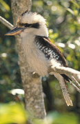 Animal, Animals, Australia, Australian, Australian bird, Australian birds, Bird, birds, kookaburra, kookaburras, blue-winged, blue winged, blue-winged kookaburra, blue-winged kookaburras, blue winged kookaburra, blue winged kookaburras, kingfisher, kingfishers, forest kingfisher, forest kingfishers, Coraciiformes, Halcyonidae, dacelo, leachii, dacelo leachii, jackass, howling jackass, leachs kookaburra, leachs kookaburras, qld, queensland, lamington, great dividing range, lamington np, lamington national park, national park, national parks.