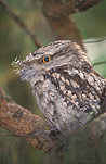 Bird, birds, australian bird, australian birds, frogmouth, animal, animals, frogmouth, frogmouths, mopoke, mopokes, tawny frogmouth, tawny frogmouths, tawny frogmouth owl, tawny frogmouth owls, podargus, podargus strigoides, lamington, great dividing range, lamington np, lamington national park, qld, queensland, australia, National Park, National Parks.