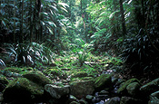 Australia, New South Wales, nightcap, nightcap np, nightcap national park, rainforest, rainforests, forest, forests, National Park, National Parks, fern, ferns, tree, trees.