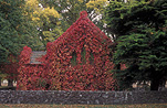 Australia, New South Wales, Gostwyck, gostwyck chapel, chapel, chapels, ivy.