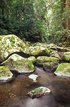 Australia, New South Wales, border ranges, great dividing range, border ranges NP, National Park, National Parks, border ranges national Park, moss, creek, creeks, stream, streams, water, rainforest, rainforests, forest, forests, creek, creeks, brindle creek, rock, rocks, boulder, boulders.
