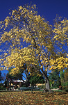 Australia, New South Wales, Tenterfield, bruxner park, Autumn, Autumn leaves, leaves, autumn foliage, autumn tones, tree, trees, autumn scene, autumn scenes.