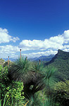 Australia, qld, queensland, main range, main range np, main range national park, National Park, National Parks, mount mitchell, mountain, mountains, mountain range, mountain ranges, blackboy, blackboys, grass tree, grass trees, xanthorrhoea, xanthorrhoea glauca, cunninghams gap, cunningham gap, cloud, clouds, sky, skies, blue sky, blue skies.