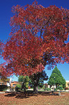 Australia, New South Wales, tenterfield, bruxner park, Autumn, Autumn leaves, leaves, autumn foliage, autumn tones, tree, trees, autumn scene, autumn scenes.