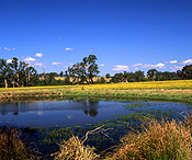 Australia, New South Wales, gloucester, rural, rural scene, rural scenes, lake, lakes, dam, dams, tree, trees, water.