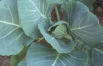 GREEN CABBAGE (BRASSICA OLERACEA, CAPITATA GROUP) SHOWING THE HEART COMMENCING TO FORM