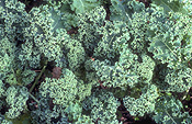 Food, Vegetable, vegetables, Brassica, brassica oleracea, kale, curly, curly kale, acephala, acephala group, winterbor, winterbor kale, curly, curly kale, brassicaceae, collard, collards.