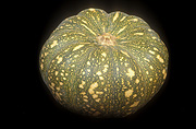 Food, vegetable, vegetables, Pumpkin, pumpkins, japanese, japanese pumpkin, japanese pumpkins, cucurbita, cucurbita moschata, kens special, Ken's Special, kens special pumpkin, kens special pumpkins, jap pumpkin, jap pumpkins.