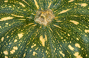 Food, vegetable, vegetables, Pumpkin, pumpkins, japanese pumpkin, japanese pumpkins, cucurbita, cucurbita moschata, kens special, Ken's Special, kens special pumpkin, kens special pumpkins, jap pumpkin, jap pumpkins.