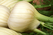 FLORENCE FENNEL (BULB) FOENICULUM VULGARE VAR. AZORICUM
