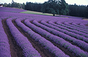 Farming, Farmland, farm, farms, herb, herbs, Agriculture, Farm, Farms, tree, trees, DFF, DFFAGRIC, Farming, lavender, lavandula, lavandula augustifolia, lavender farm, lavender farms, lavender farming, lavender growers, lavender growing, lavender oil, lavender field, lavender fields, Tassie, flower industry, purple flower, purple flower, purple flowers, english lavender, labiatae, Tas, Tasmania, rural, rural scene, rural scenes, tree, trees, Daisy Jane,