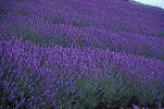 Farming, Farmland, farm, farms, herb, herbs, Agriculture, Farm, Farms, Farming, lavender, lavandula, lavandula augustifolia, lavender farm, lavender farms, lavender farming, lavender growers, lavender growing, lavender oil, lavender field, lavender fields, Tassie, flower industry, purple flower, purple flower, purple flowers, english lavender, labiatae, Tas, Tasmania, rural, rural scene, rural scenes, Daisy Jane,