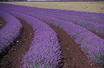 Farming, Farmland, farm, farms, herb, herbs, Agriculture, Farm, Farms, Farming, lavender, lavandula, lavandula augustifolia, lavender farm, lavender farms, lavender farming, lavender growers, lavender growing, lavender oil, lavender field, lavender fields, Tassie, flower industry, purple flower, purple flower, purple flowers, english lavender, labiatae, Tas, Tasmania, rural, rural scene, rural scenes, Daisy Jane,