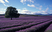 Farming, Farmland, farm, farms, herb, herbs, Agriculture, Farm, Farms, tree, trees, Farming, lavender, lavandula, lavandula augustifolia, lavender farm, lavender farms, lavender farming, lavender growers, lavender growing, lavender oil, lavender field, lavender fields, Tassie, flower industry, purple flower, purple flower, purple flowers, english lavender, labiatae, Tas, Tasmania, rural, rural scene, rural scenes, tree, trees, cloud, clouds, field, fields, paddock, paddocks, Daisy Jane,