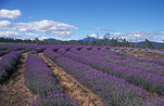 Farming, Farmland, farm, farms, herb, herbs, Agriculture, Farm, Farms, Farming, lavender, lavandula, lavandula augustifolia, lavender farm, lavender farms, lavender farming, lavender growers, lavender growing, lavender oil, lavender field, lavender fields, Tassie, flower industry, purple flower, purple flower, purple flowers, english lavender, labiatae, Tas, Tasmania, rural, rural scene, rural scenes, cloud, clouds, Daisy Jane,