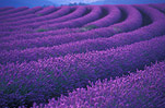 Farming, Farmland, farm, farms, herb, herbs, Agriculture, Farm, Farms, Farming, lavender, lavandula, lavandula augustifolia, lavender farm, lavender farms, lavender farming, lavender growers, lavender growing, lavender oil, lavender field, lavender fields, Tassie, flower industry, purple flower, purple flower, purple flowers, english lavender, labiatae, Tas, Tasmania, rural, rural scene, rural scenes, Daisy Jane,