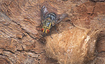 Insect, insects, Arthropod, Arthropods, insecta, fly, flies, tachinid fly, tachinid flies, Tachinidae, diptera.