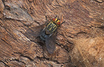 Insect, insects, Arthropod, Arthropods, insecta, fly, flies, tachinid fly, tachinid flies, Tachinidae, diptera.