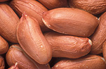 Food, nut, nuts, peanut, peanuts, virginia, virginia peanut, virginia peanuts, arachis, fabaceae, Arachis hypogaea, hypogaea.