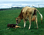 Animal, animals, cow, cows, cattle, livestock, born, birth, births, birthing, calf, calves, baby animal, baby animals, young animal, young animals, rural, rural scene, rural scenes, australia.
