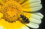 Insect, insects, beetle, beetles, jewel beetle, jewel beetles, buprestid, Buprestid beetle, buprestid beetles, buprestid, flower, flowers, yellow, yellow flower, yellow flowers, chrysanthemum, chrysanthemums, shungiku, daisy, daisies.