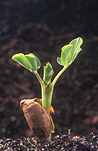 Food, Nuts, nuts, peanut, peanuts, peanut seedling, peanut seedlings, seedling, seedlings, Arachis, arachis hypogaea, virginia peanut, virginia peanuts, Fabaceae.