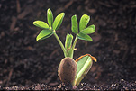 Food, Nuts, nuts, peanut, peanuts, peanut seedling, peanut seedlings, seedling, seedlings, Arachis, arachis hypogaea, virginia peanut, virginia peanuts, Fabaceae.