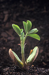 Food, Nuts, nuts, peanut, peanuts, peanut seedling, peanut seedlings, seedling, seedlings, Arachis, arachis hypogaea, virginia peanut, virginia peanuts, Fabaceae.