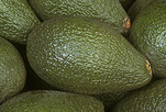AVOCADOS 'RYAN' (PERSEA AMERICANA)