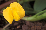 Food, Nut, Nuts, Peanut, Peanuts, Flower, Flowers, yellow, yellow flower, Yellow flowers, Virginia Peanut, Virginia peanuts, arachis, Arachis hypogaea.