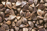 Wheat, buckwheat, seed, seeds, fragophyrum, fragophyrum esculentum.