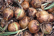 Food, vegetable, vegetables, onion, onions, allium, alliums, italian red torpedo, italian red torpedo onion, italian red torpedo orions, torpedo onion, torpedo onions.