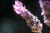 Flora, Herb, herbs, flower, flowers, purple, purple flower, purple flowers, lavender, lavandula, Daisy Jane,