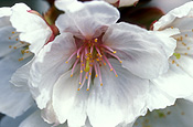 BLOSSOM OF THE FLOWERING CHERRY TREE (PRUNUS)