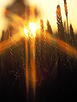 Farming, Farmland, farm, farms, Agriculture, rural, rural scene, rural scenes, crop, crops, wheat, wheat crop, wheat crops, wheat field, wheat fields, sun, the sun, sunset, sunsets, sunrises and sunsets, mood, mood scene, mood scenes.