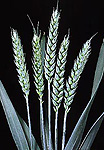 Farming, Farmland, farm, farms, Agriculture, rural, rural scene, rural scenes, crop, crops, wheat, wheat crop, wheat crops, wheat field, wheat fields.