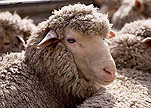 Farming, Farmland, farm, farms, livestock, animal, animals, sheep, meat industry, meat trade, ewe, ewes, polworth, polworth sheep.