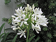 Flower, flowers, agapanthus, weed, weeds, praecox, agapanthus praecox, white, white flower, white flowers, insect, insects, bee, bees.