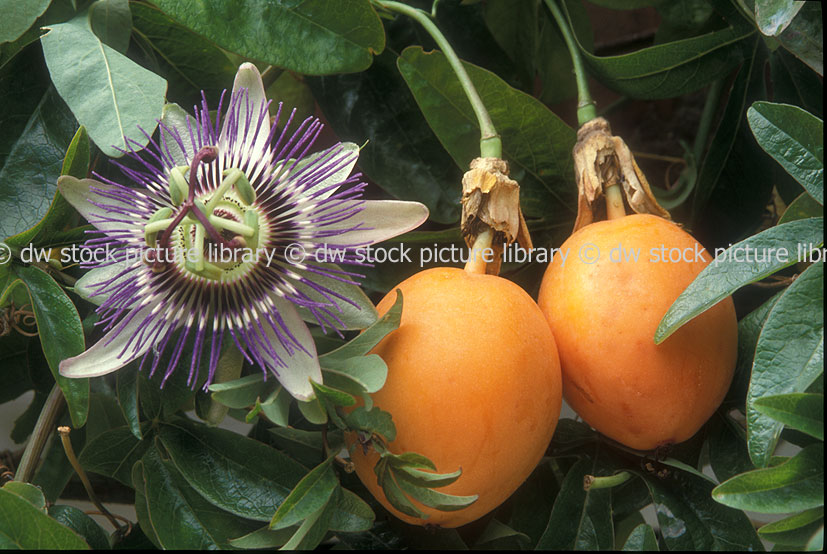 stock photo image: Fruit, passion fruit, passionfruit, caerulea, passiflora caerulea, passiflora, flower, flowers, ornamental, ornamental passionfruit.
