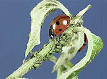 Insect, insects, ladybird, ladybirds, Beetle, Beetles, seven spot ladybird, seven spot ladybirds, aphid, aphids, pest, pests, plant pest, plant pests.