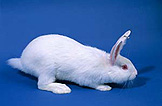 Animal, animals, rabbit, rabbits, white rabbit, white rabbits, tag, tags, tagged, identification tag, identification tags, tagged animal, tagged animals, new zealand white rabbit, new zealand white rabbits, pet, pets, pet rabbit, pet rabbits, domestic, domestic animal, domestic animals.