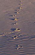 Australia, Beach, Beaches, water, coast, coasts, coastal, coastline, coastlines, footprint, footprints, sand.