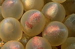 AUSTRALIAN GIANT CUTTLEFISH INSIDE EGGS (SEPIA APAMA). ALMOST READY TO HATCH. WHYALLA ON THE EYRE PENINSULA, SOUTH AUSTRALIA