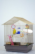 Bird, birds, budgie, budgies, budgerigar, budgerigars, cage, cages, caged, caged bird, caged birdsAustralia, Sport pictures, Sports, balloon images, hot air balloons